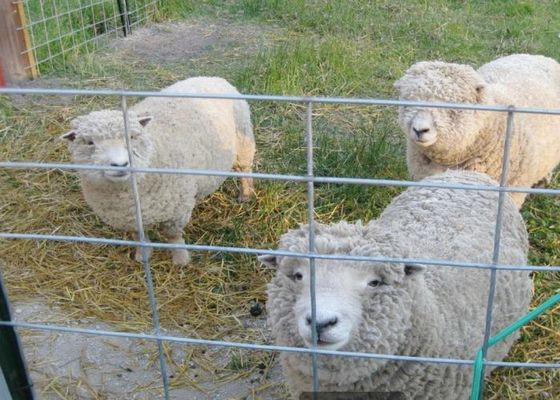 Lưới thép hàn mạ kẽm nhúng nóng trong nông nghiệp và chăn nuôi