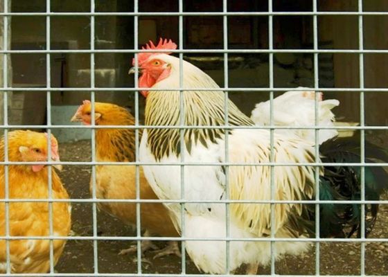Lưới thép hàn thép không gỉ 15m 20m 30m dùng làm lồng nuôi gia cầm hoặc hàng rào