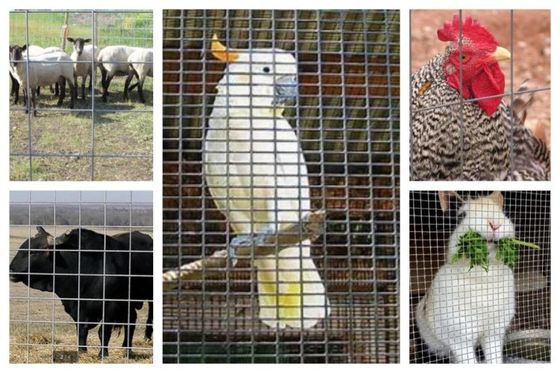 Cuộn lưới thép hàn được sử dụng trong chăn nuôi