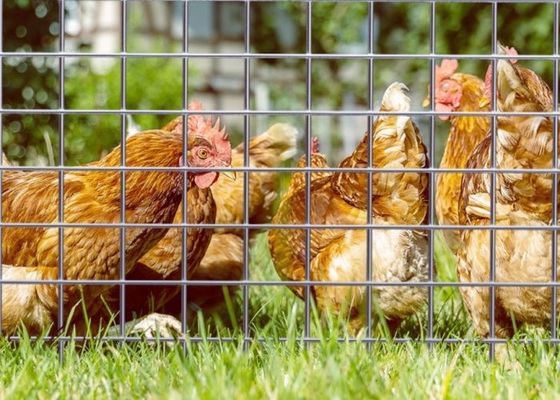 Lưới thép hàn mạ kẽm điện với chiều dài cuộn 50M và chiều rộng 0.5m cho chuồng trại